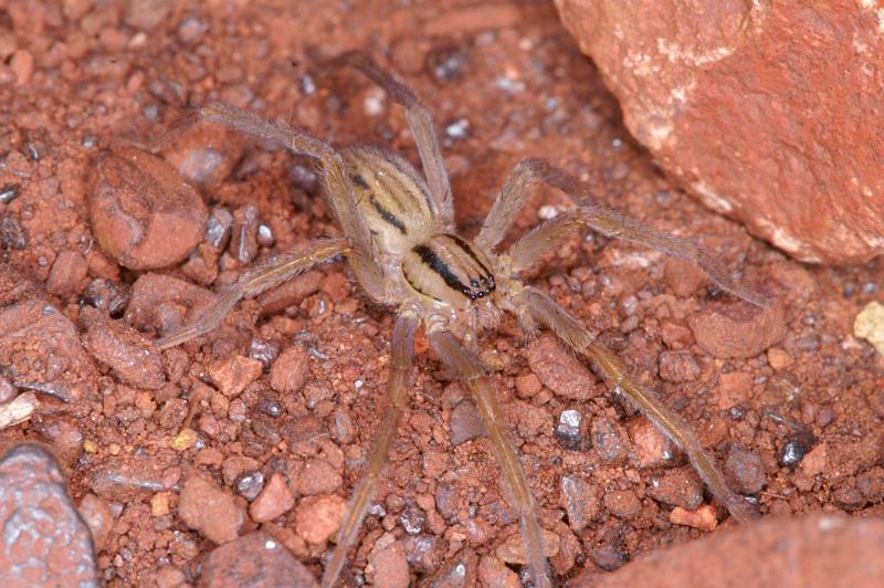 Miturga_lineata_D3482_Z_89_Karinji NP_Australie.jpg